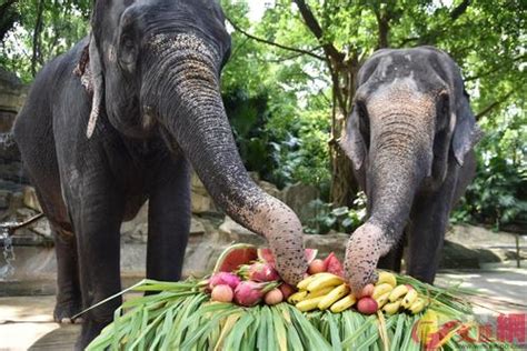 芙蓉可以吃嗎 大象的含義